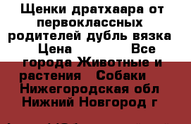 Щенки дратхаара от первоклассных  родителей(дубль вязка) › Цена ­ 22 000 - Все города Животные и растения » Собаки   . Нижегородская обл.,Нижний Новгород г.